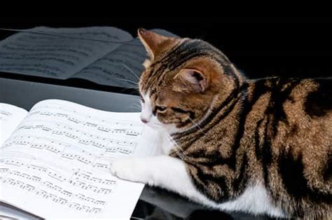 do cats like classical music? what if they do?