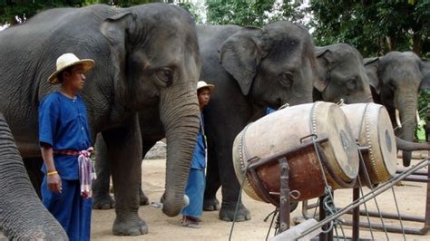 Do elephants like music? An exploration of elephant perception and responses to musical stimuli